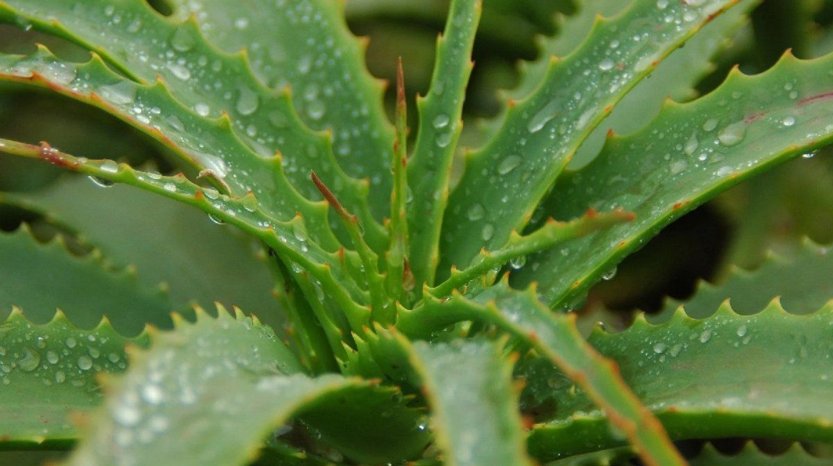 Dónde poner el aloe vera para atraer la energía positiva. 