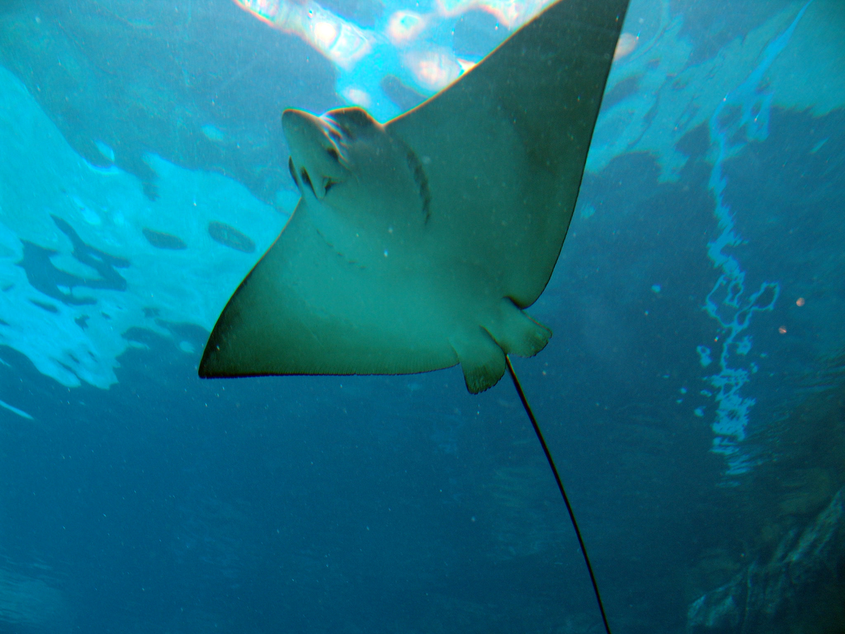 Un experto sumo la posibilidad de que el animal que se ve en la imagen sea una raya.