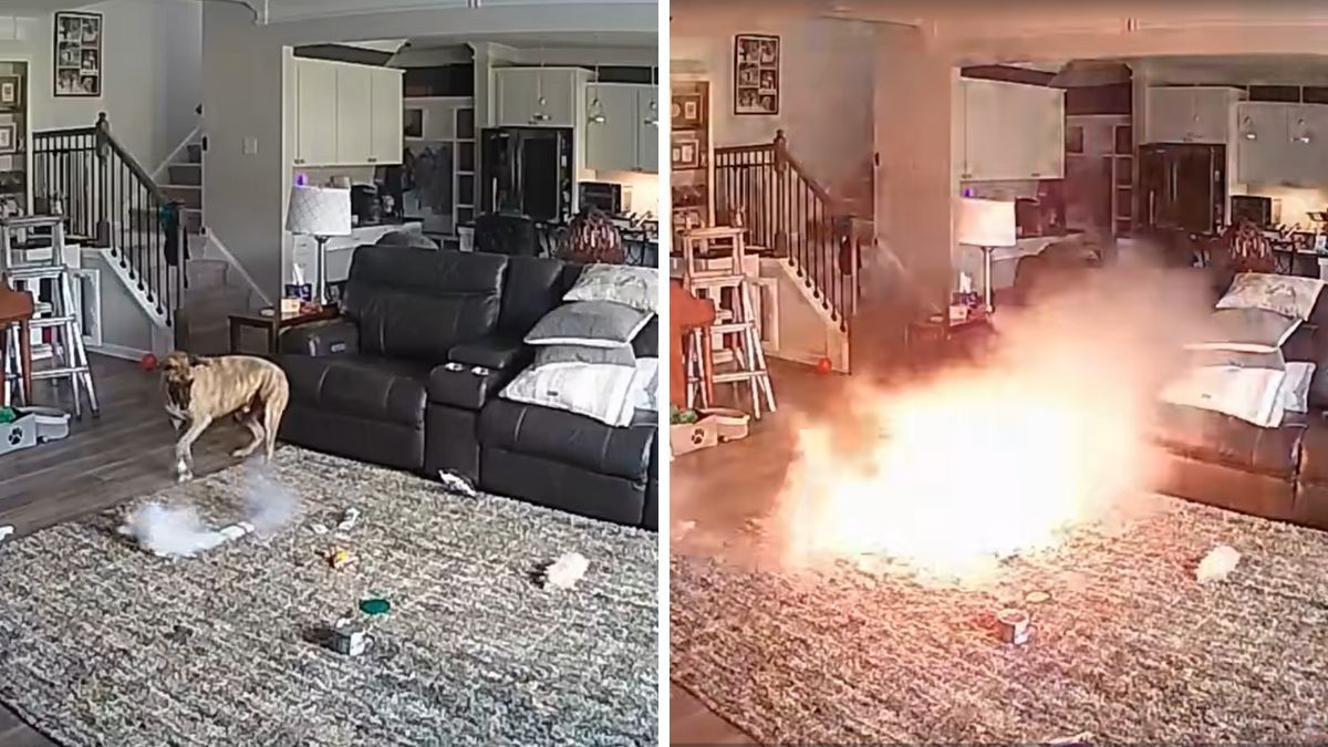 Un perro mordió una batería de litio y provocó un incendio en una casa.