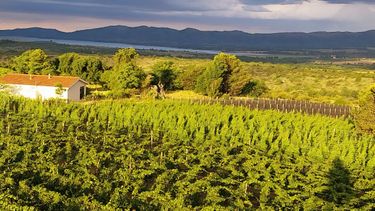 Vinos de Córdoba: buscan consolidar una marca propia basada en el terroir y la alta calidad Vinos de Córdoba: buscan consolidar una marca propia basada en el terroir y la alta calidad