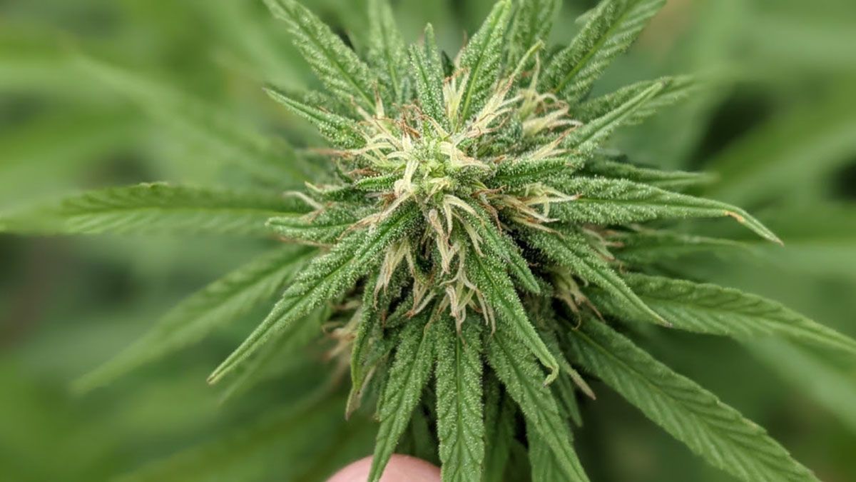 La variedad fue desarrollada por un grupo de jóvenes profesionales de la firma NISOR SRL radicada en Laguna Paiva