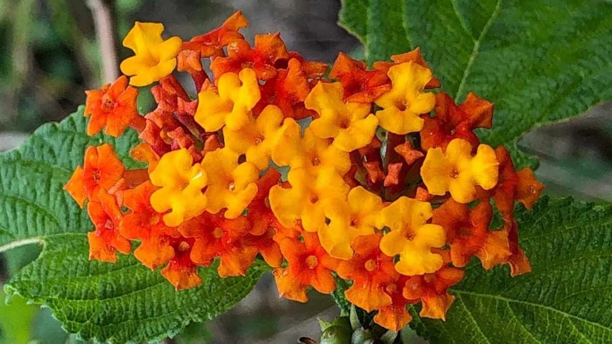 Produce flores de varios colores que se renuevan continuamente durante toda la temporada.