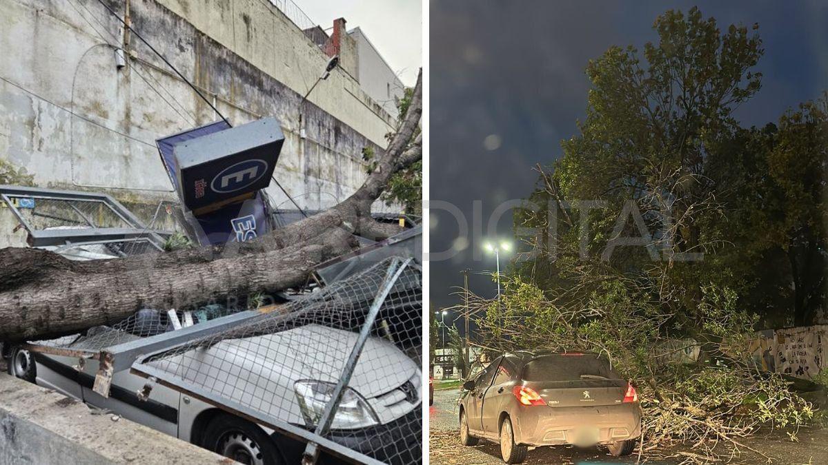 Vehículos aplastados en Santa Fe y Rosario producto de la caída de árboles