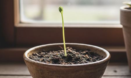 La planta que atrae prosperidad a la casa y puede crecer en un bowl chico. La planta que atrae prosperidad a la casa y puede crecer en un bowl chico.