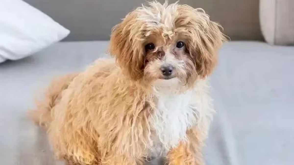 Caramelo al momento de la adopción. Caramelo al momento de la adopción.