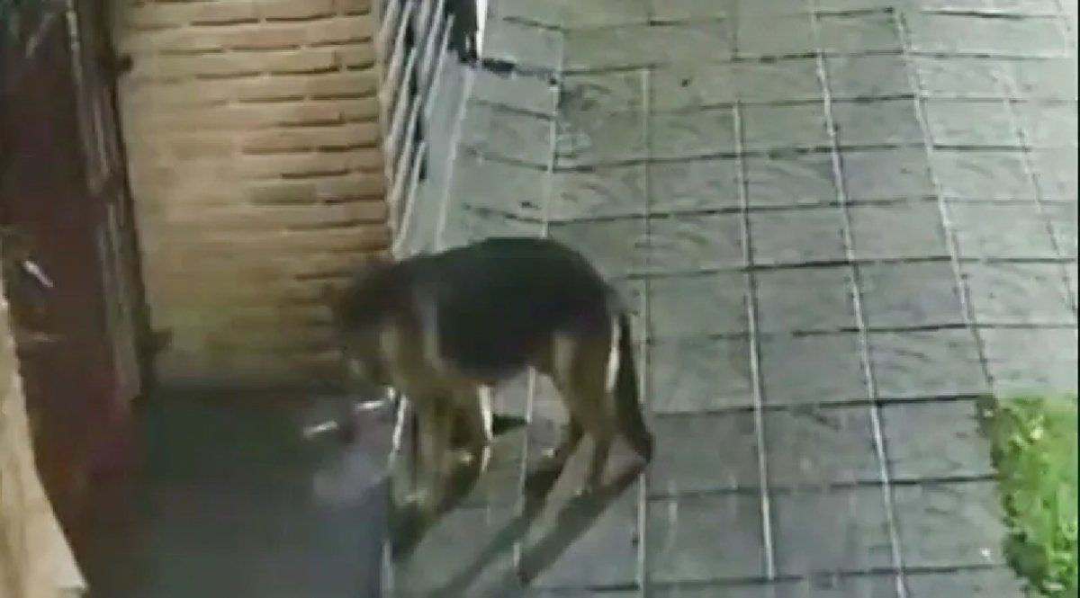 El insólito robo de un perro que se volvió viral