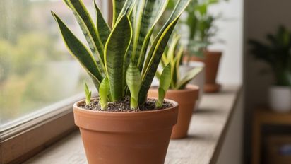 Cómo hacer para que la lengua de suegra saque hijuelos más rápido