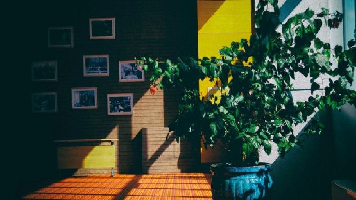5 plantas de interior que necesitan poca iluminación