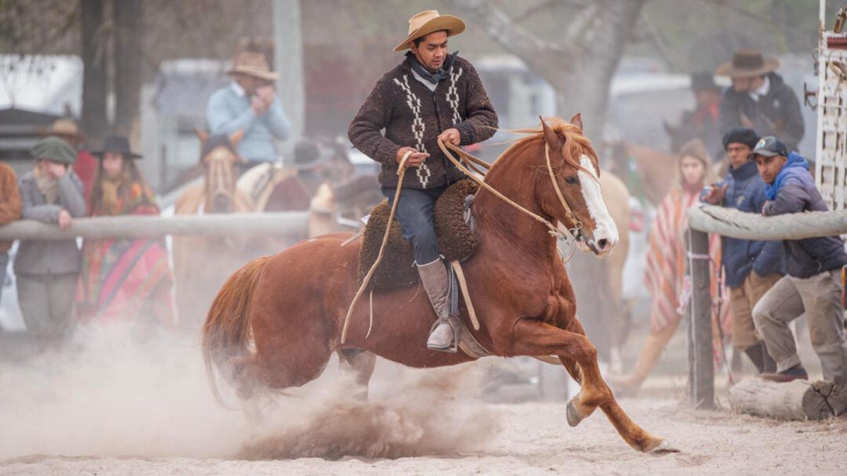 Gran expectatvia por los casi 100 ejemplares de Caballos Criollos que participarán en Corrientes. Gran expectatvia por los casi 100 ejemplares de Caballos Criollos que participarán en Corrientes.