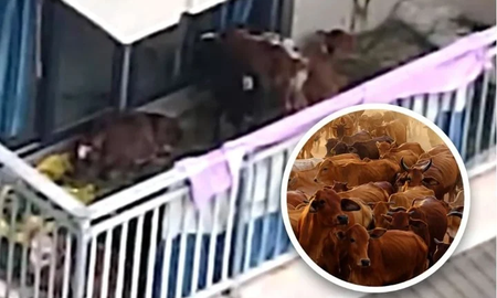 Un campesino se mudó a la ciudad y quiso criar vacas en el balcón de su departamento Un campesino se mudó a la ciudad y quiso criar vacas en el balcón de su departamento