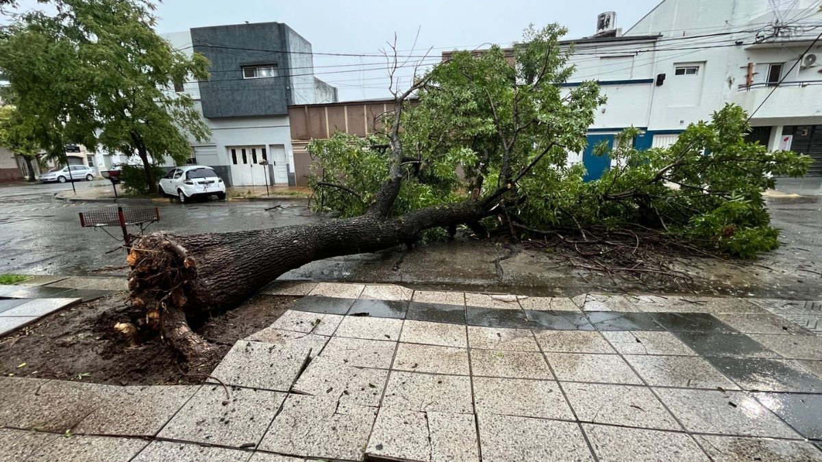 En Zavalla y Vera, a pocos metros de avenida Freyre, un &aacute;rbol de grandes dimensiones cay&oacute; de ra&iacute;z sobre la cinta asf&aacute;ltica y bloque&oacute; por completo la calzada.
