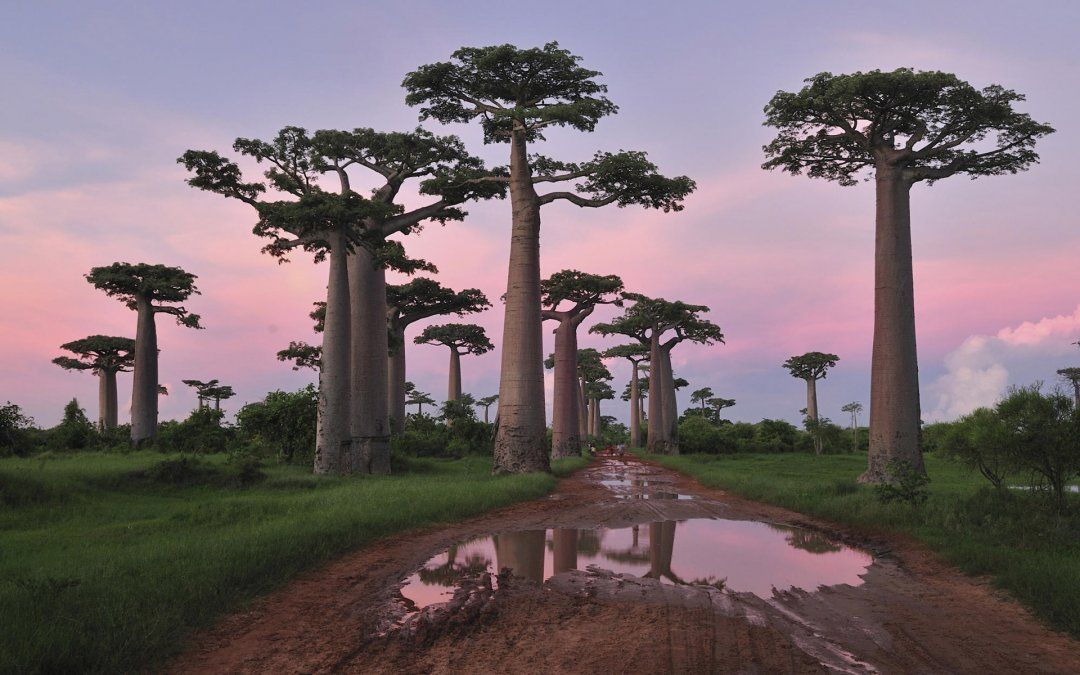 El misterio de por qué se están muriendo los baobabs africanos