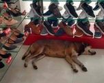 una clienta le pidio que saque al perro de la zapateria y la respuesta del dueno es viral una clienta le pidio que saque al perro de la zapateria y la respuesta del dueno es viral