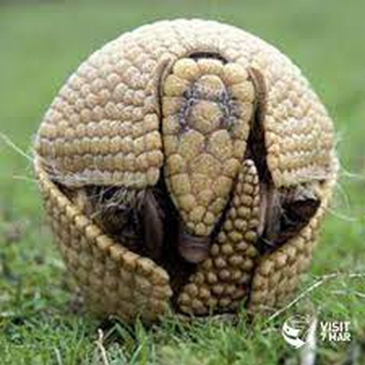 Una las características claves del armadillo es la capacidad que tiene de enrollarse y a simple vista lucir como una bola o pelota protegida por una armadura