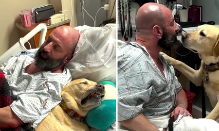 Magnus, el perro que acompaña todos los días a su dueño internado en un hospital Magnus, el perro que acompaña todos los días a su dueño internado en un hospital