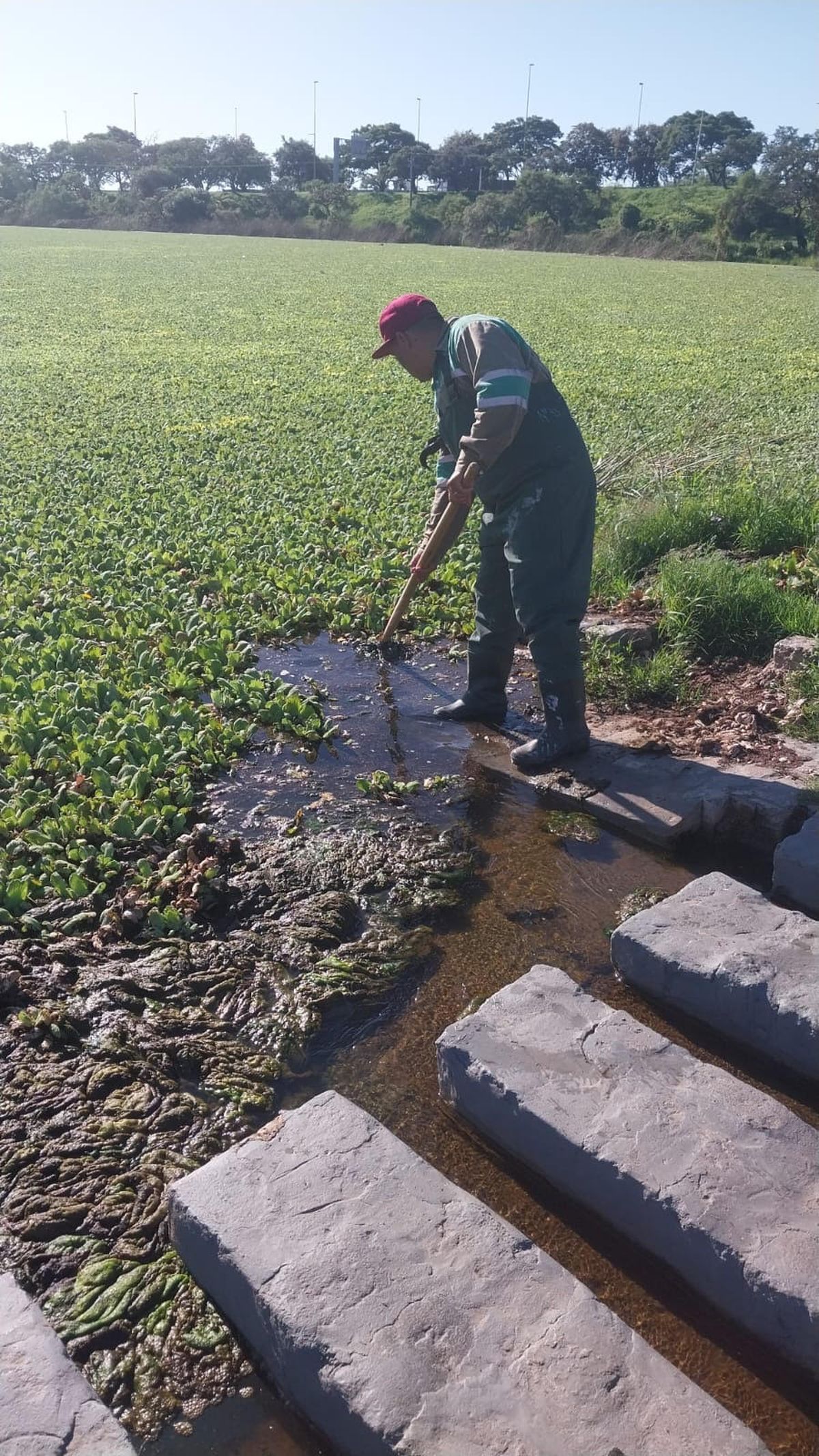 Personal municipal se encuentra trabajando en la limpieza del lago del Parque Sur.