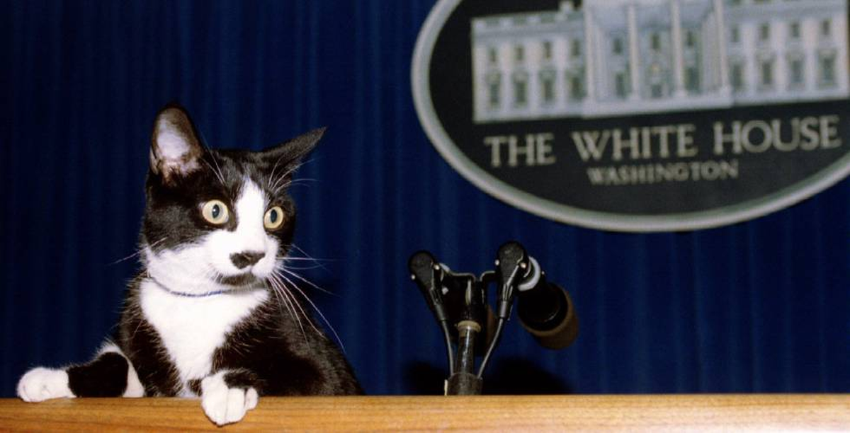 Socks Clinton, el gato presidencial por el que se honra a todos los gatitos cada 20 de febrero.