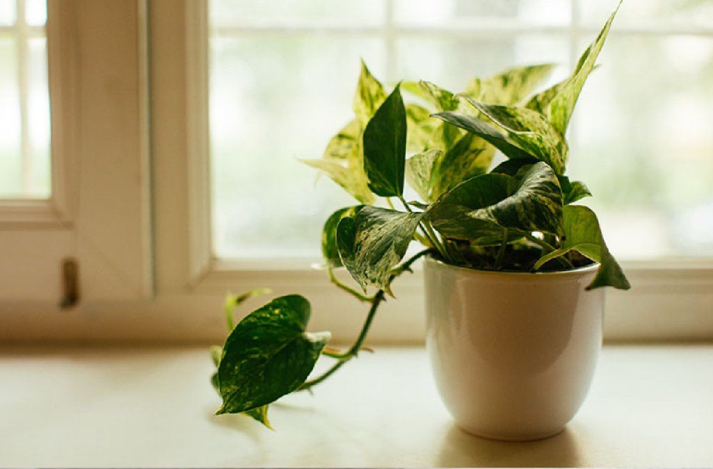 El poto purifica el aire de tu casa