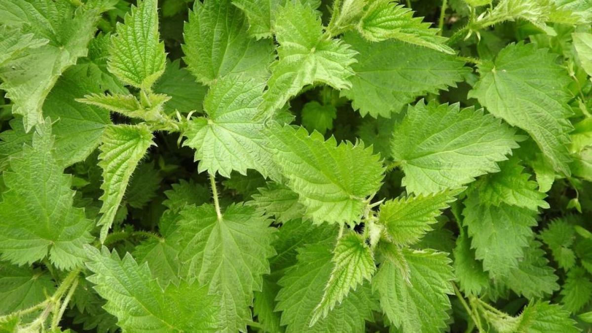 Aunque son una planta silvestre muy com&uacute;n, las ortigas representan un riesgo, especialmente para chicos y mascotas que juegan al aire libre.