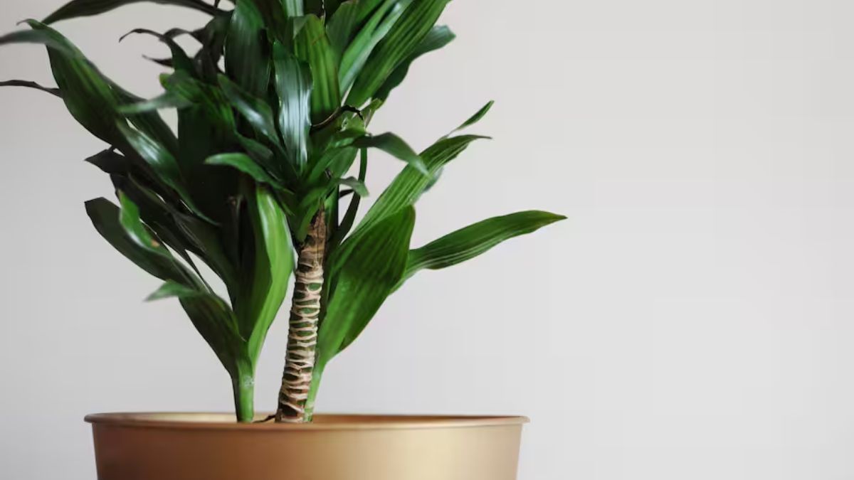 Con pequeños cambios en el riego