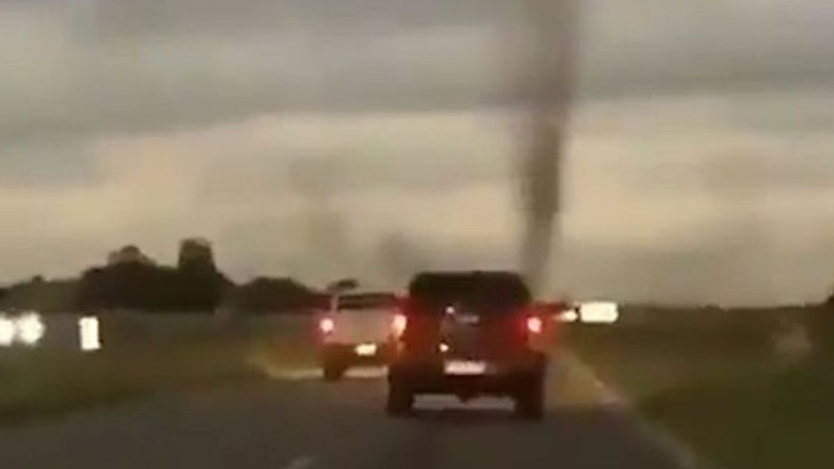 La especie conocida como aedes albifasciatus habita en zonas rurales y tiene un período de vida que puede extenderse hasta 30 días en caso de que se den las condiciones climáticas adecuadas.