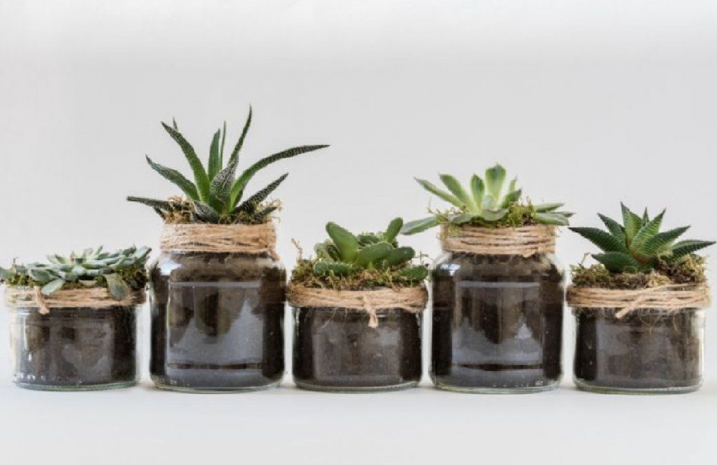 Suculentas en macetas de vidrio