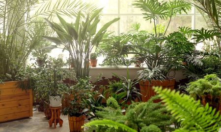 Qué plantar en otoño para lograr más flores en primavera. Qué plantar en otoño para lograr más flores en primavera.
