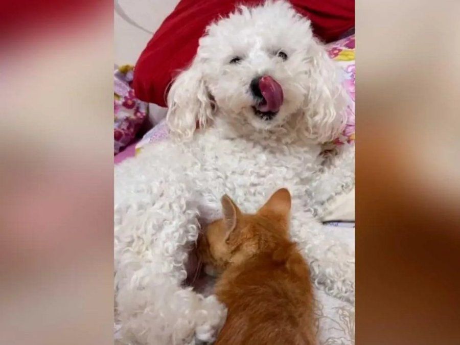 Una perra amamantando a un gatito rescatado se volvió viral