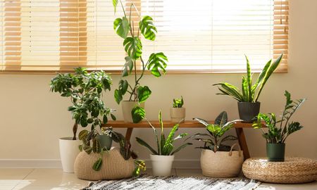 El Feng Shui recomienda esta planta para proteger el hogar y alejar las malas energías