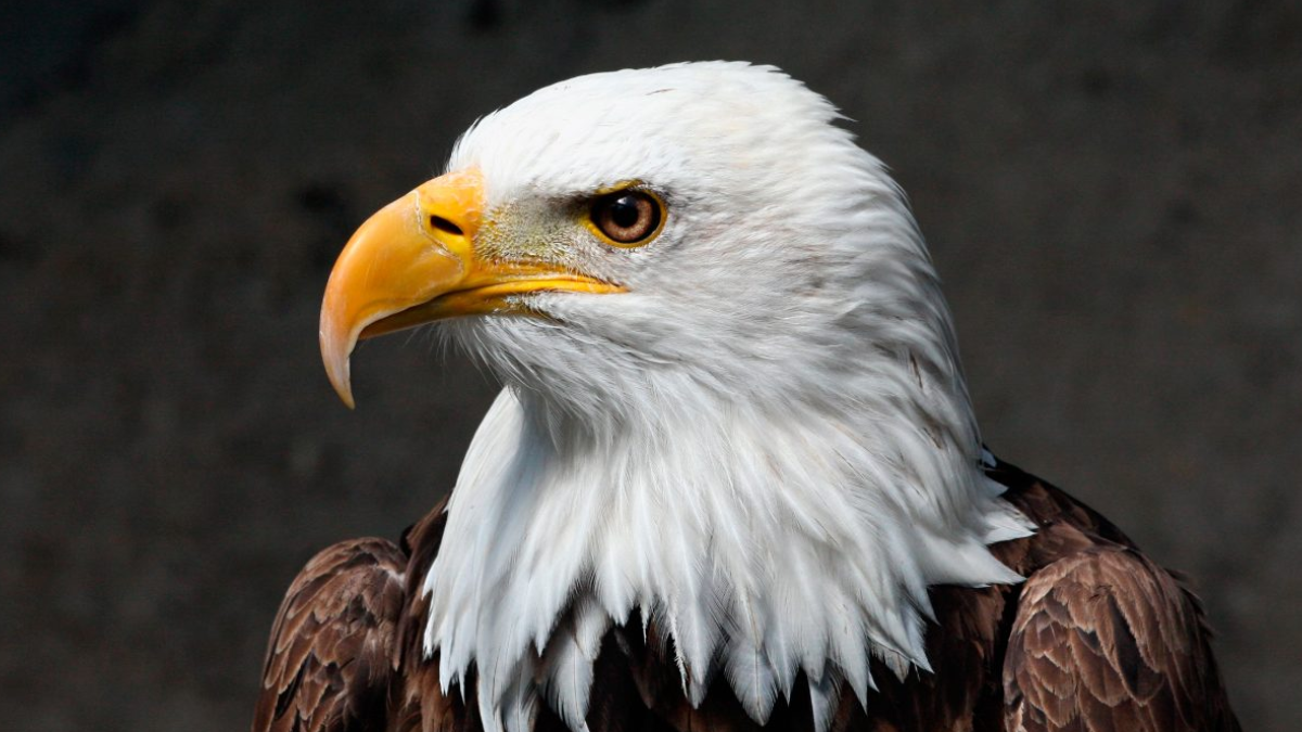 Qué significa el águila en la biblia