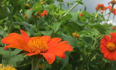 Sus pétalos naranjas soportan el sol directo y mantienen su color hasta el final del otoño. Sus pétalos naranjas soportan el sol directo y mantienen su color hasta el final del otoño.