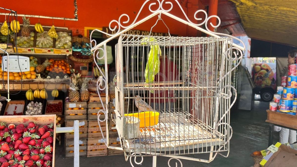 El Canario Gardelito: casi se lo llevan preso.