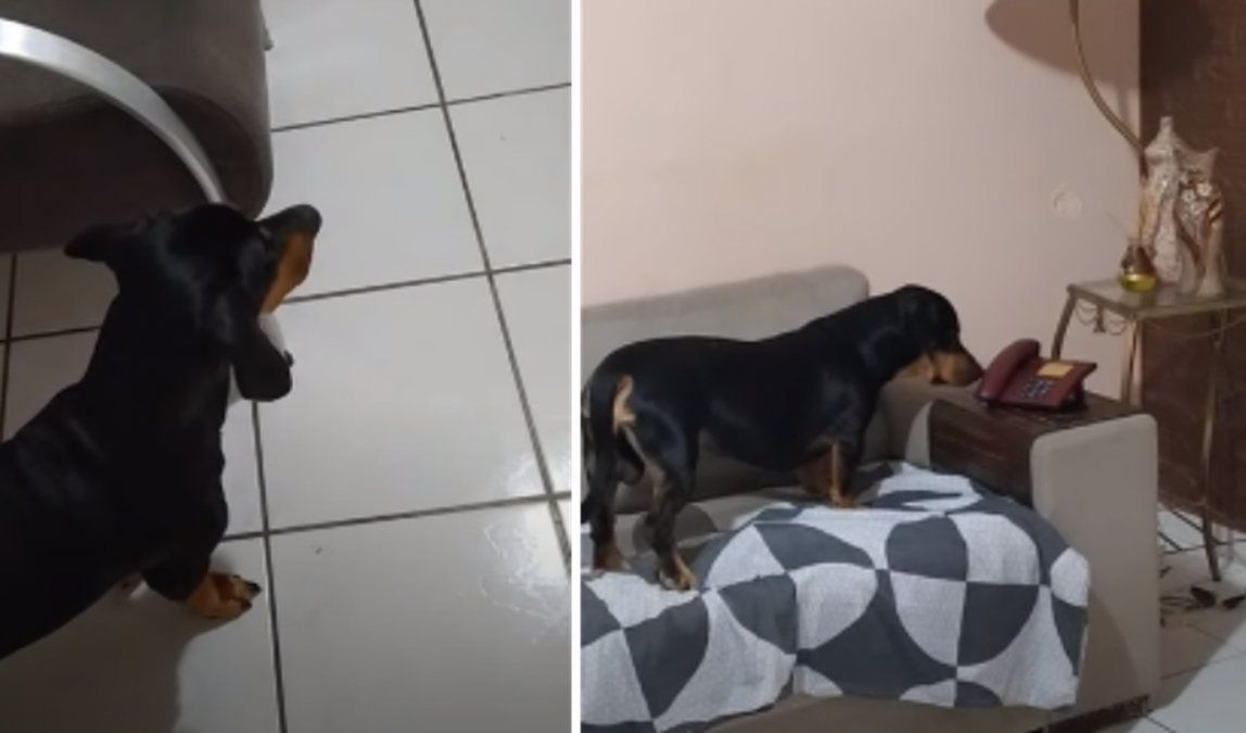 Perro contesta el teléfono y es viral.
