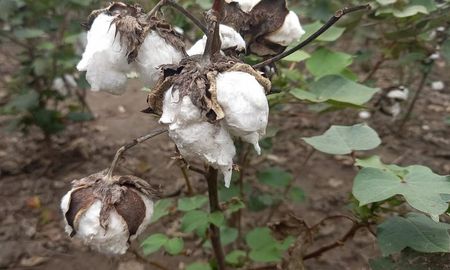 La decisión se da ante la finalización del Fondo de Compensación de Ingresos para la Producción Algodonera. La decisión se da ante la finalización del Fondo de Compensación de Ingresos para la Producción Algodonera.
