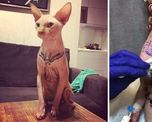 maltrato animal: anestesio a su gato para hacerle un tatuaje y fue repudiada en las redes