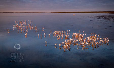 flamencos en la laguna setubal: la presencia de las aves vuelve a maravillar a los santafesinos flamencos en la laguna setubal: la presencia de las aves vuelve a maravillar a los santafesinos