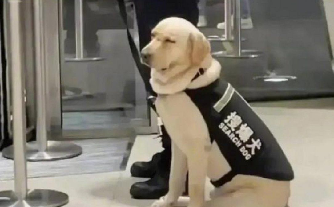 Perro de seguridad se hizo viral por dormirse en plena jornada de trabajo.