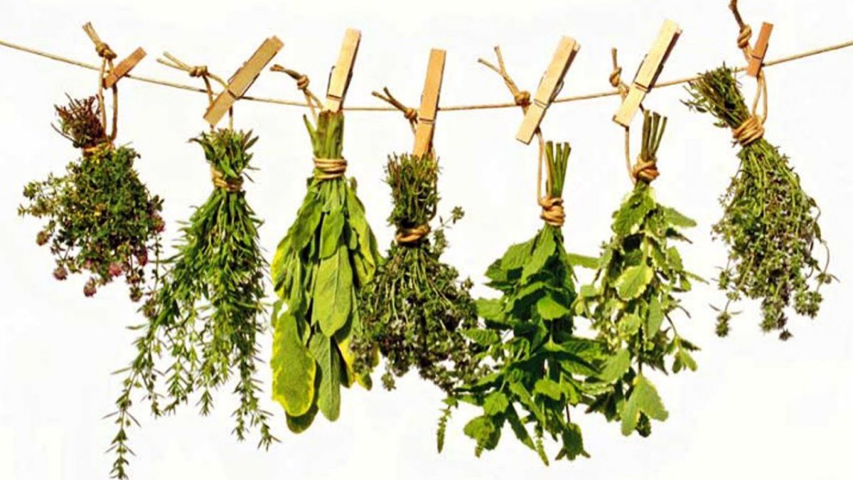 Hierbas medicinales para mejorar la salud estomacal.