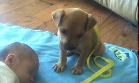 el cachorro que protagonizo el video mas tierno del dia el cachorro que protagonizo el video mas tierno del dia
