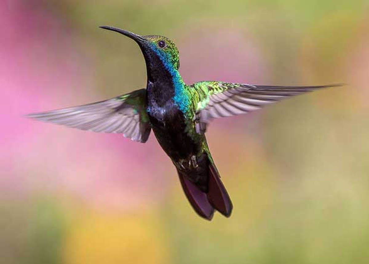 Cómo hace el colibrí para volar hacia atrás