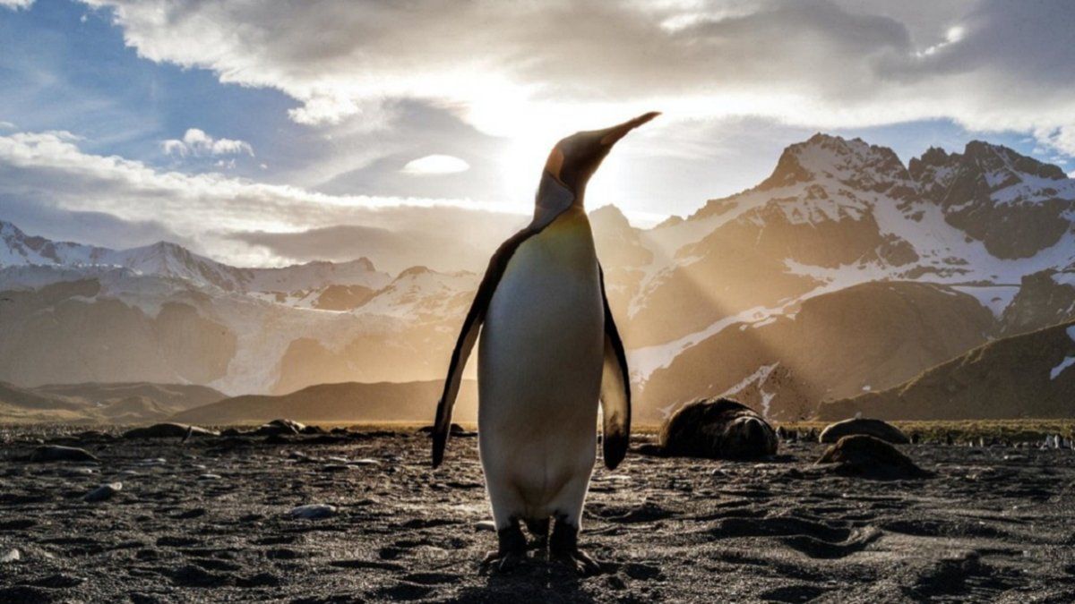 Video viral: los pingüinos se adueñan de las calles vacías en Sudáfrica