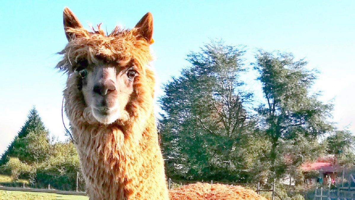 Qué es W25, el poderoso superanticuerpo de alpaca capaz de neutralizar el coronavirus