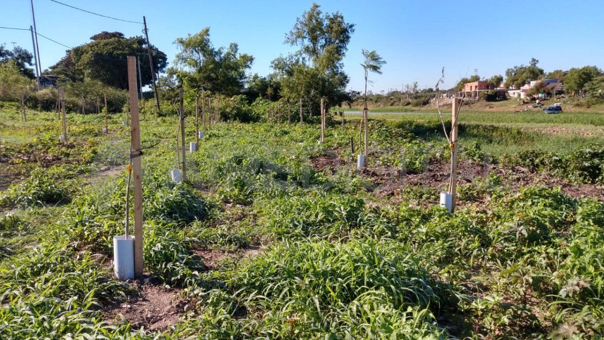 Ya terminó la plantación de especies en el predio del Riacho Santa Fe donde se habían desarrollado movimientos ilegales de suelo.&nbsp;