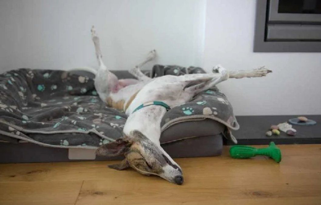 La posición en la que tu perro duerme revela su personalidad