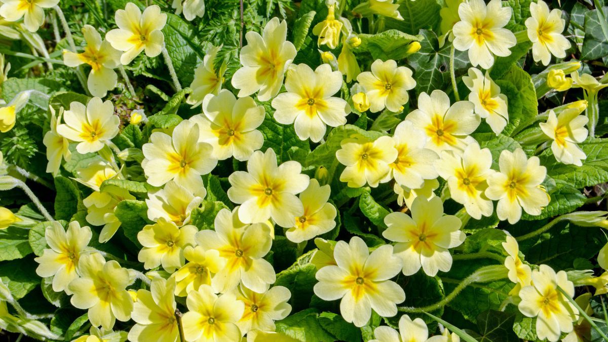 Ideales para invierno por sus flores coloridas y su capacidad de resistir el frío. Ideales para invierno por sus flores coloridas y su capacidad de resistir el frío.