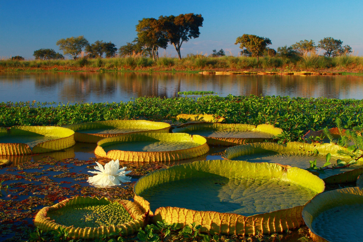 El Parque Nacional Pre Delta fue creado en 1992 para la preservación del ambiente. El Parque Nacional Pre Delta fue creado en 1992 para la preservación del ambiente.
