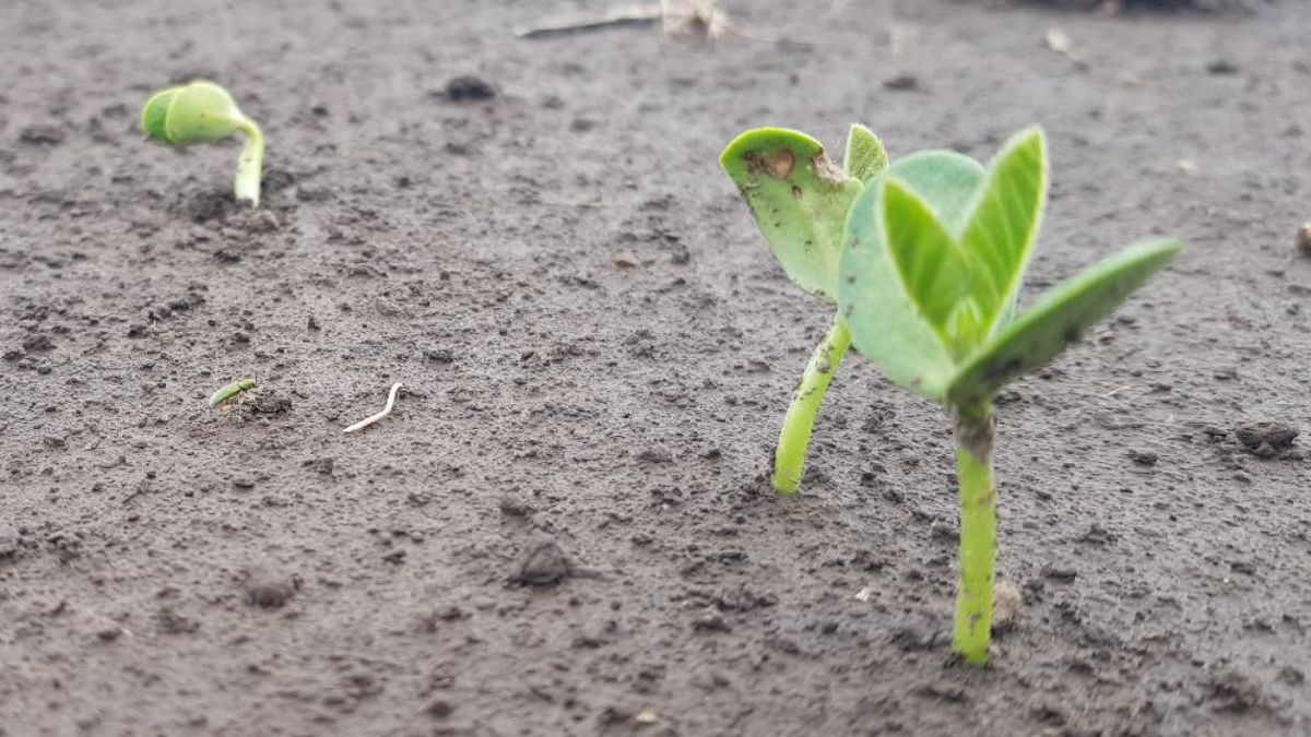 Lote con soja temprana; en pleno proceso de germinación o emergencia