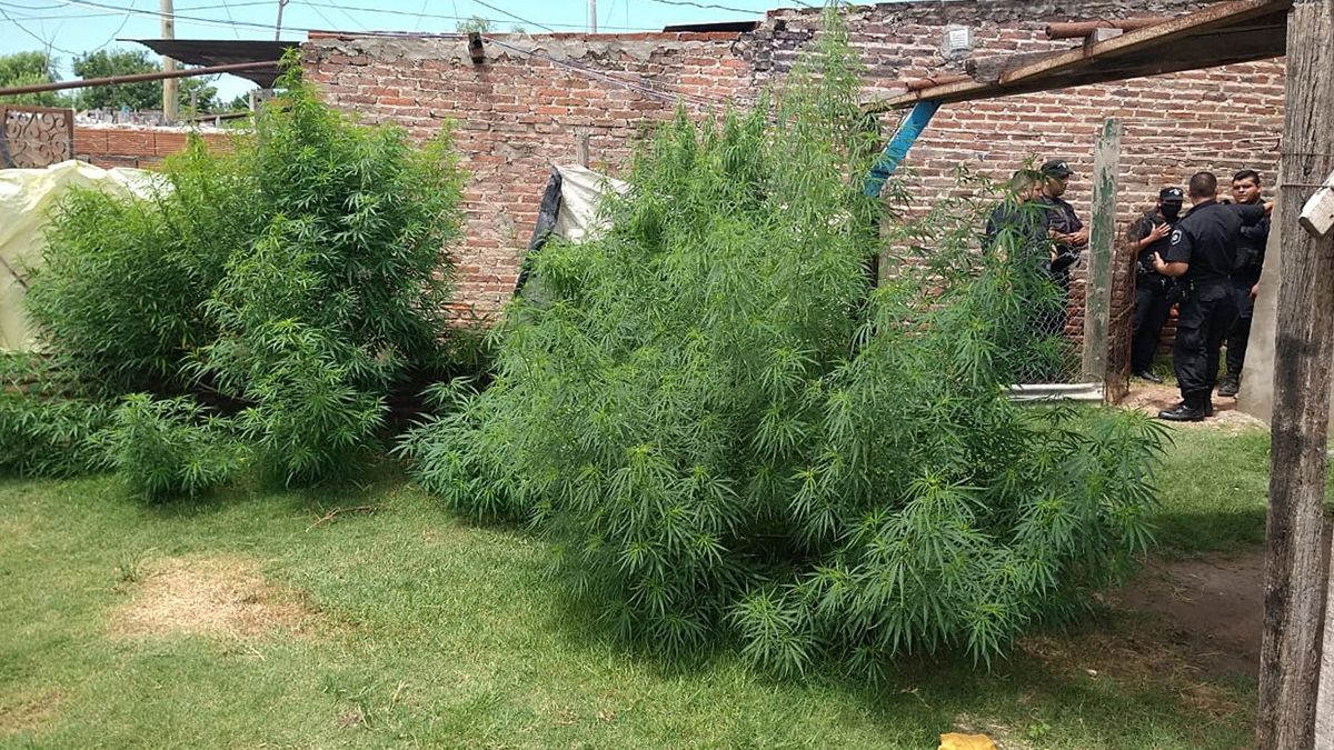 El hallazgo se produjo en los patios de tres viviendas