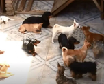 Rescatan 199 perros de un domicilio que funcionaba como criadero clandestino Rescatan 199 perros de un domicilio que funcionaba como criadero clandestino
