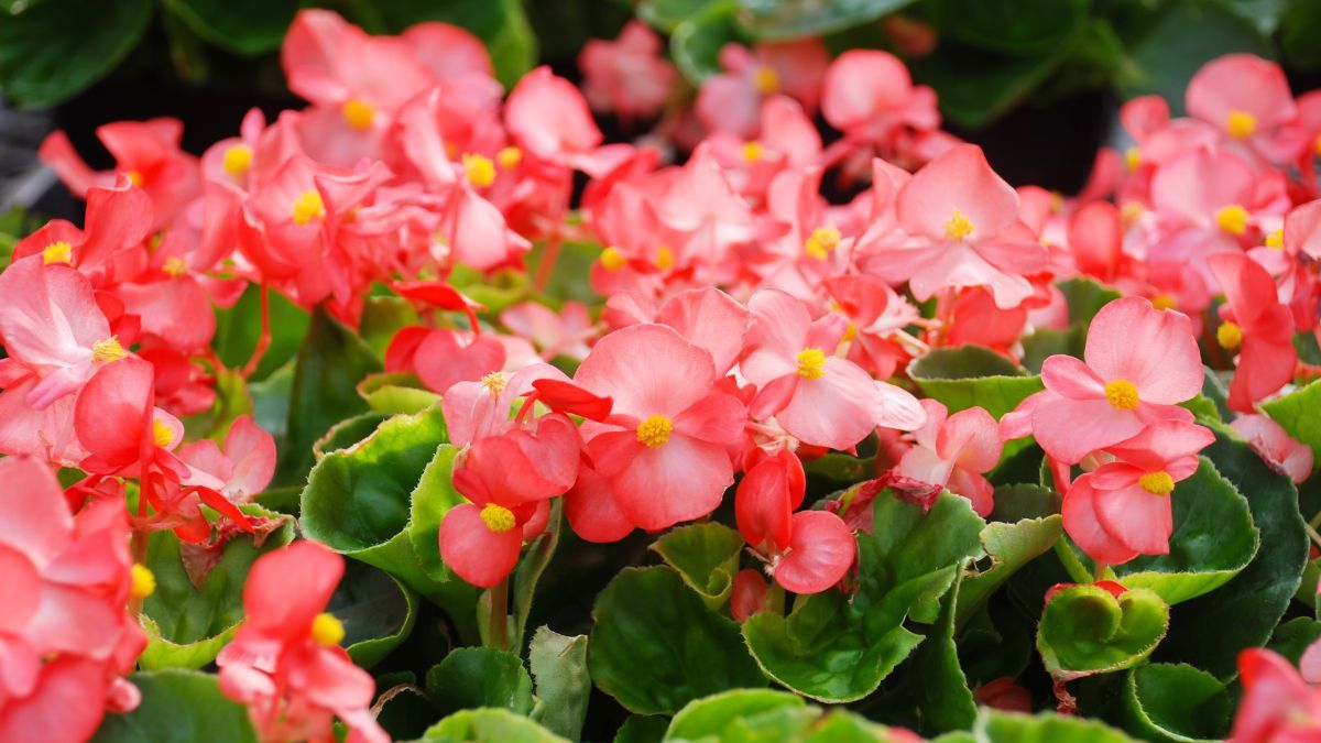 Las begonias puede dar flores en interior si reciben la luz